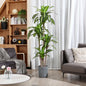 Fake Dracaena Tree in Black Plastic Pot